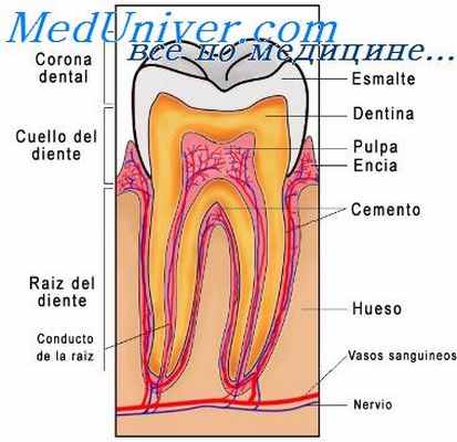 структура пульпы