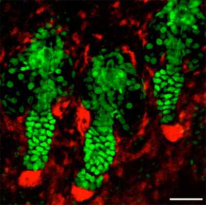 Волосяные фолликулы мыши