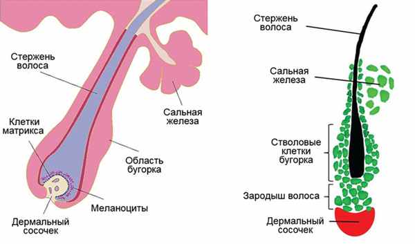 Cтроение волосяного фолликула