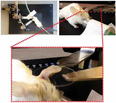 Анестезированная мышь во время микроскопирования