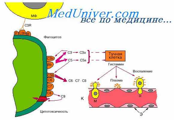 патогенез воспаления