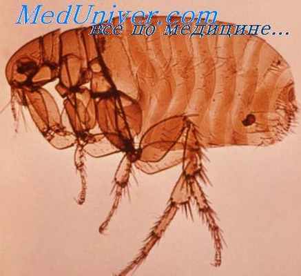 переносчик чумы