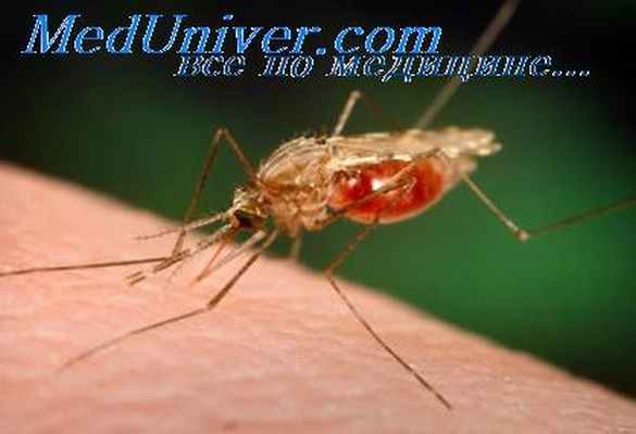 возбудитель малярии