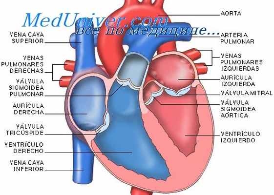 предсердия и желудочки сердца