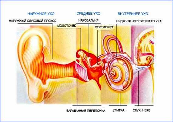 Строение уха