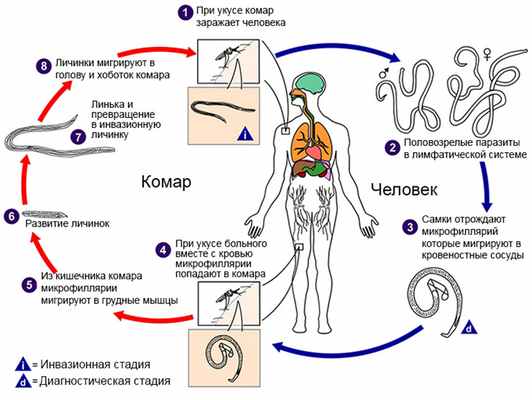 Жизненный цикл Wuchereria bancrofti