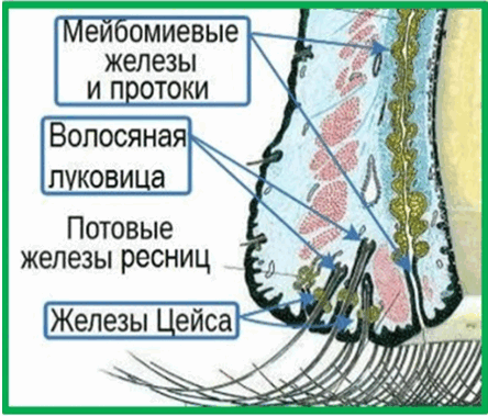 Ячмень на глазу