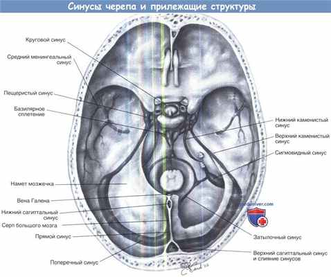 Синусы черепа и прилежащие структуры