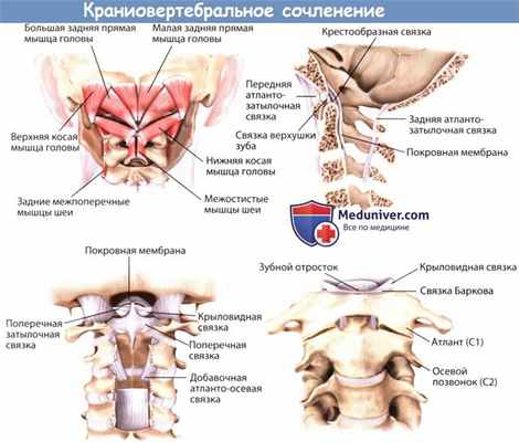 Краниовертебральное сочленение