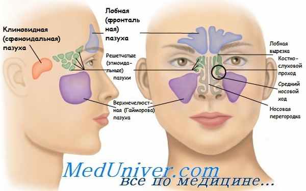 Околоносовые пазухи