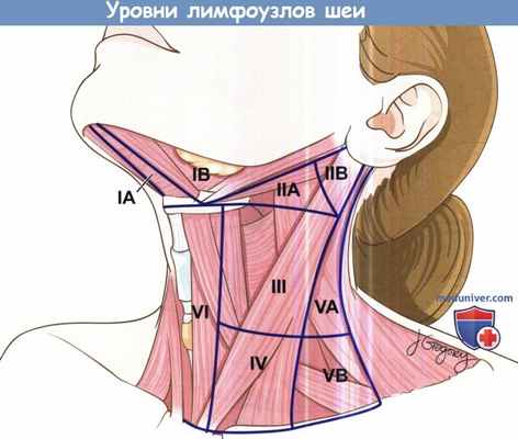 Уровни лимфоузлов шеи