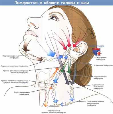 Лимфоотток в области головы и шеи