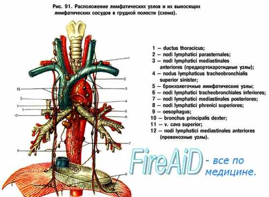 Топография, строение грудного протока