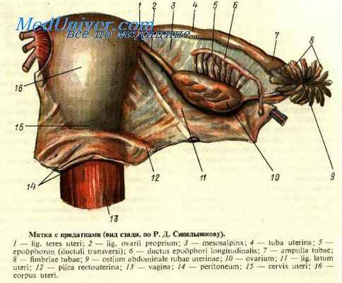Хирургическая анатомия матки