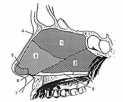 Составные части носовой перегородки.