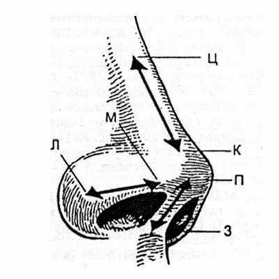 Основные направления, используемые для описания анатомии наружного носа.