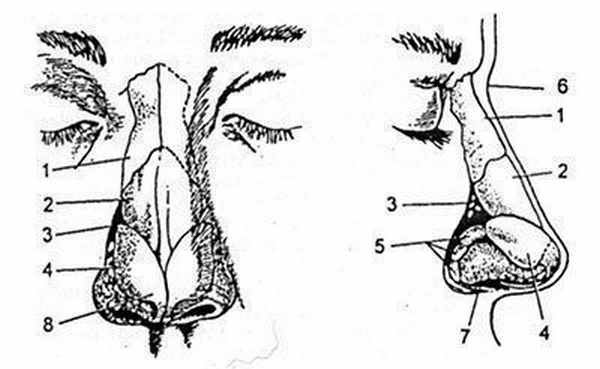 Наиболее важные анатомические структуры, образующие скелет наружного носа.