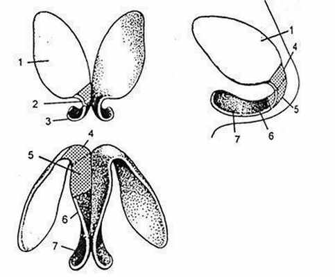 Анатомические зоны больших крыльных хрящей.