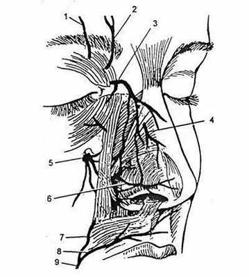 Основные источники артериального кровоснабжения наружного носа