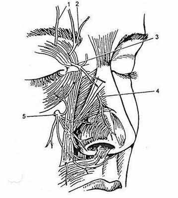 Основные источники чувствительной иннервации наружного носа.