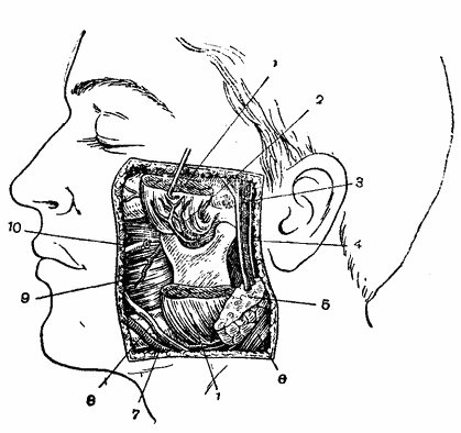 топография пространства под жевательной мышцей