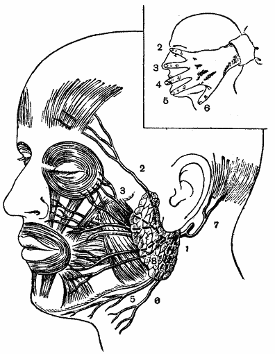 топография ветвей лицевого нерва