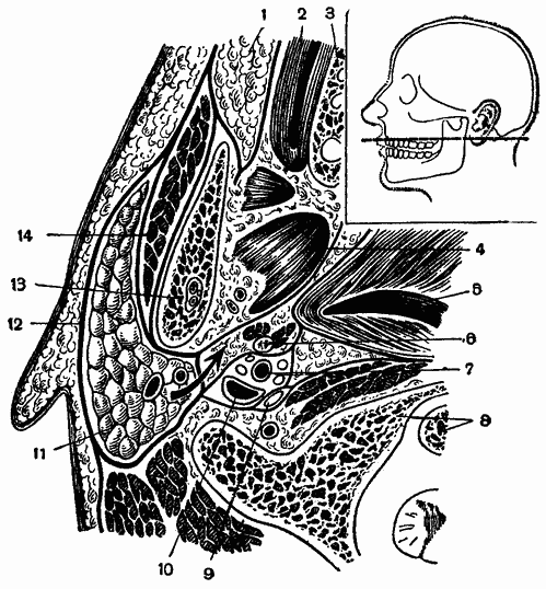 околоушно-жевательная область и окологлоточное пространство (горизонтальный распил)