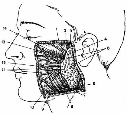 топография околоушно-жевательной области