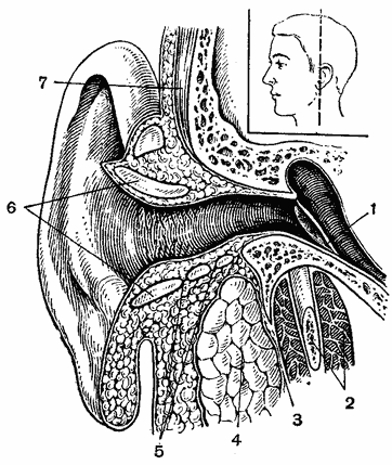 фронтальное сечение слухового прохода и околоушной слюнной железы