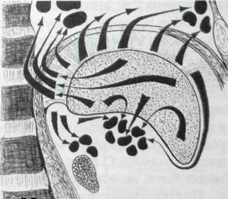 Лимфоотток от печени (по М. Reifferscheid, 1957)