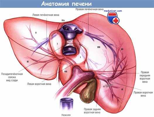 Анатомия печени по сегментам