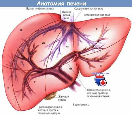 Анатомия печени по сегментам