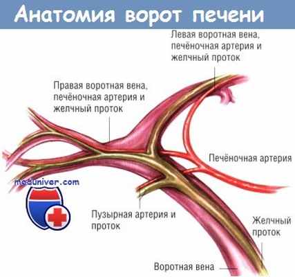 Анатомия ворот печени