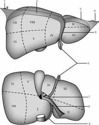 Связки и сегменты печени
