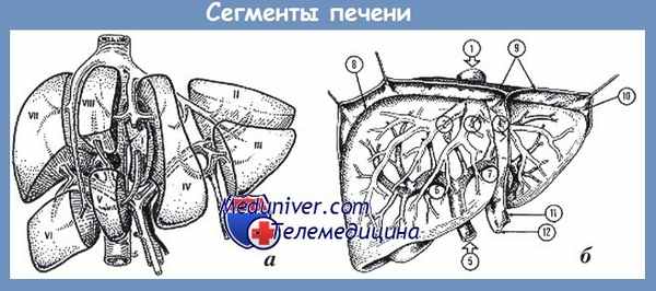сегменты печени
