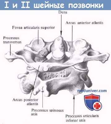 Анатомия первого и второго шейного позвонка