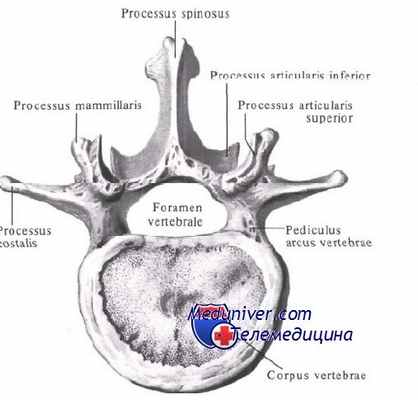Анатомия поясничного позвонка