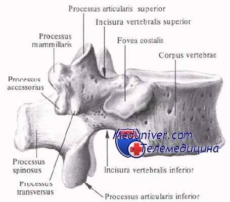 Анатомия грудного позвонка