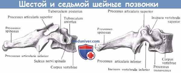 Анатомия шестого и седьмого шейного позвонка