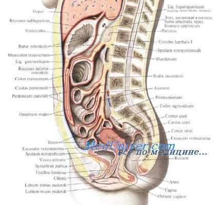 тонкая кишка