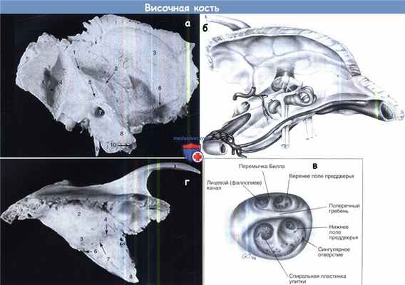 Височная кость