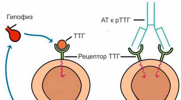 повышение уровня гормонов