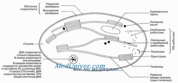 Хлоропласты. Белоксинтезирующий аппарат и теория эндосимбиоза.