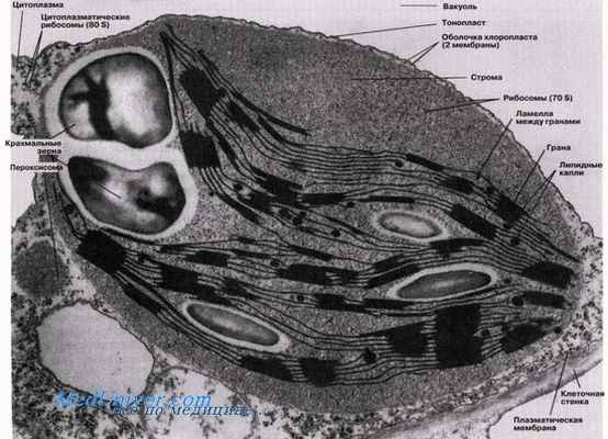 Хлоропласты. Белоксинтезирующий аппарат и теория эндосимбиоза.