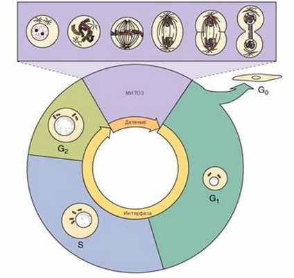 Соотношение интерфазы и митоза в жизни клетки