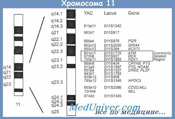 Хромосома 11 при хроническом лимфолейкозе