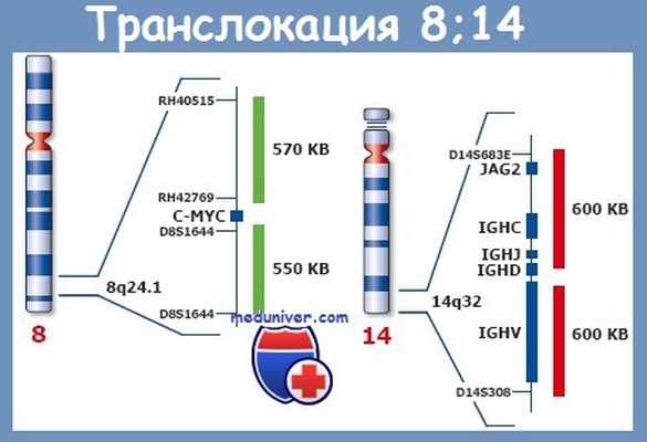 транслокация 8 14