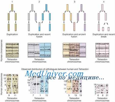 хромосомные перестройки