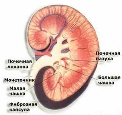 Строение почки