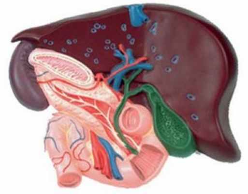 Лечение хронического холецистита - медцентр 